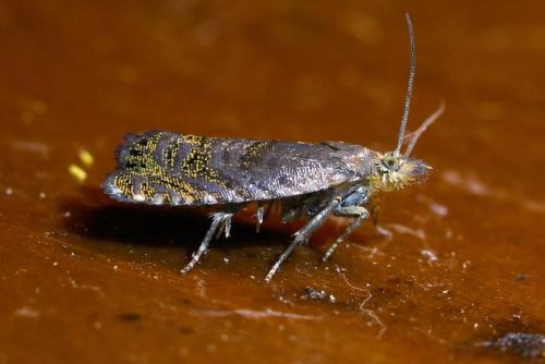 Réf. 304 812 : Dichrorampha sp.
